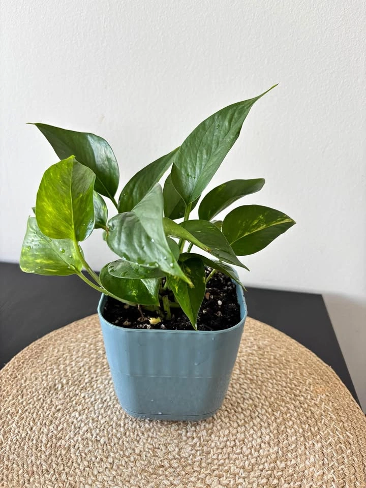 Golden Pothos Indoor Plant