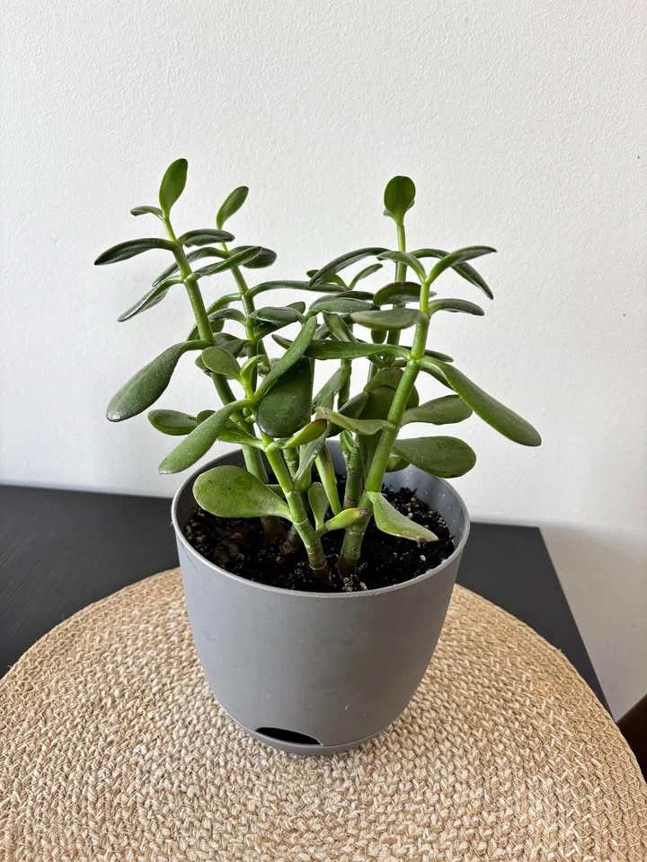 Jade Plant (Crassula Ovata)