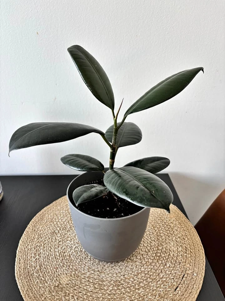 Rubber Plant (Ficus Elastica)