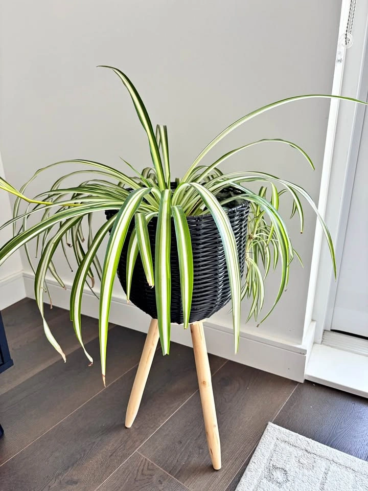 Black Rattan Plant Stand with Spider Plant