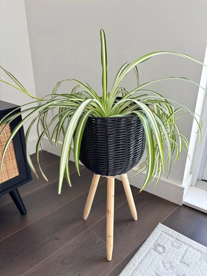 Black Rattan Plant Stand with Spider Plant - photo 2