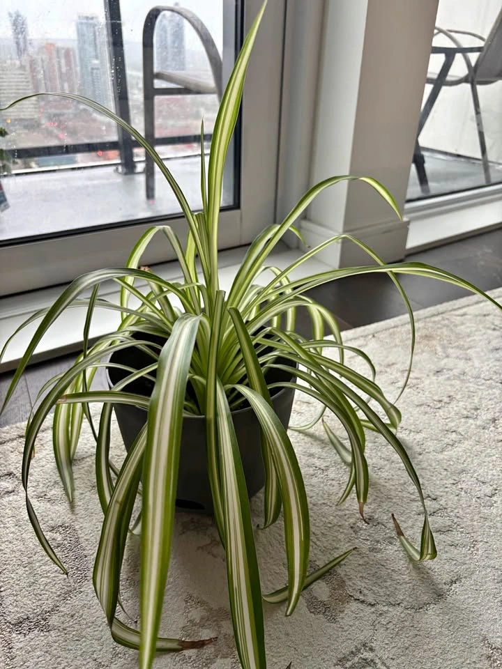 Large spider plant