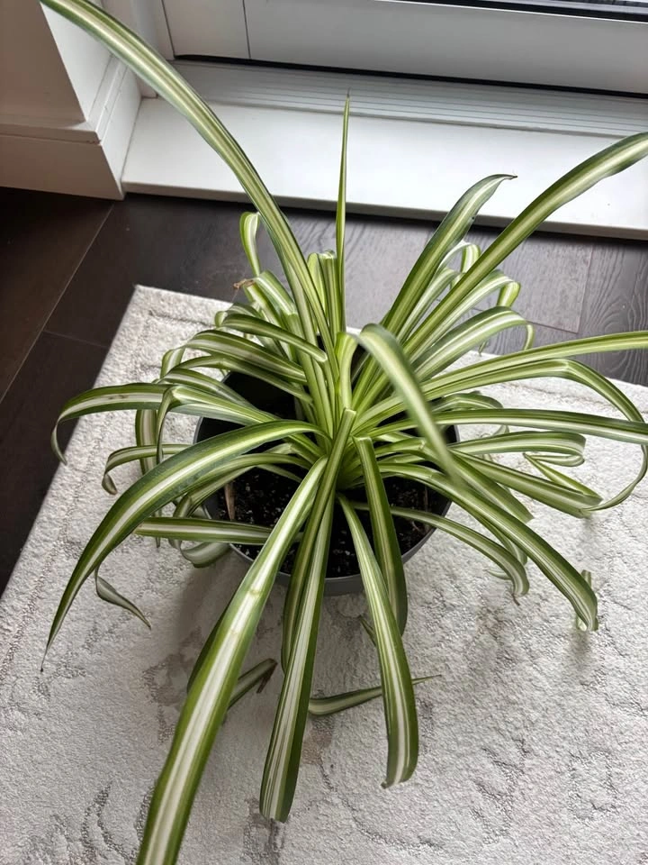 Large spider plant - photo 2