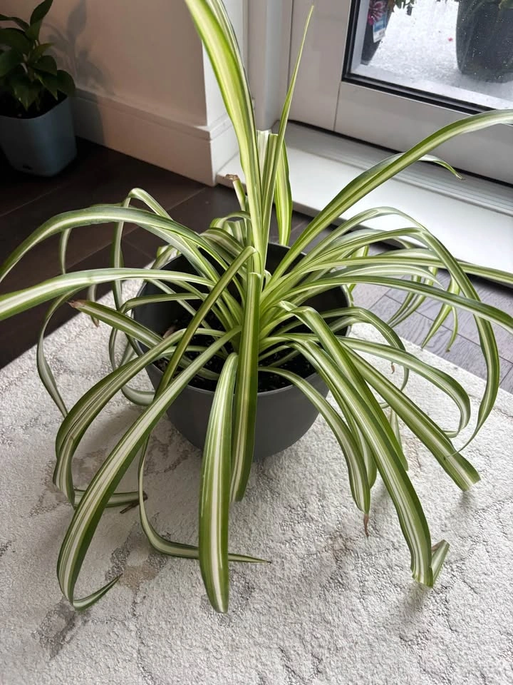 Large spider plant - photo 3