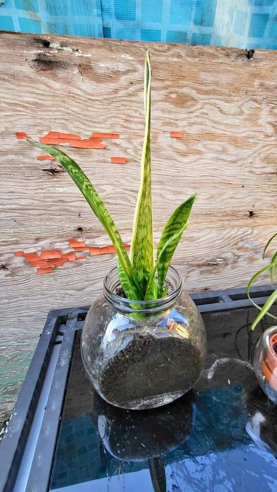Snake Plant in Glass Jar