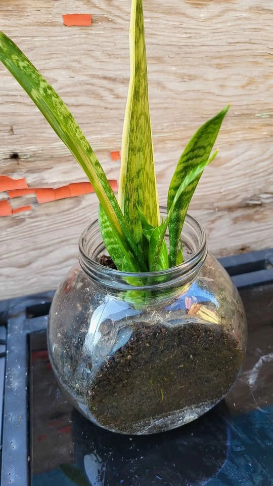 Snake Plant in Glass Jar - photo 2