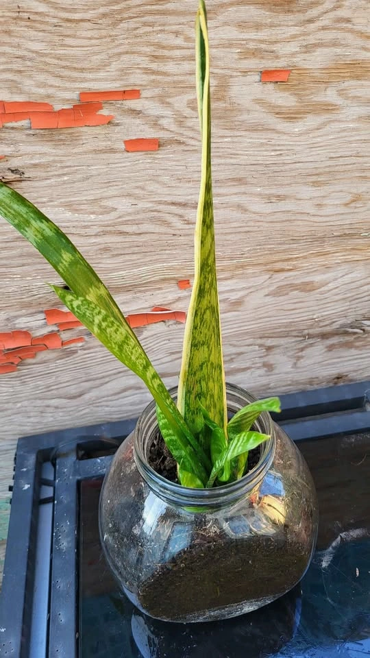 Snake Plant in Glass Jar - photo 3