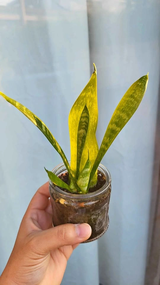 Sansevieria Laurentii Snake Plant