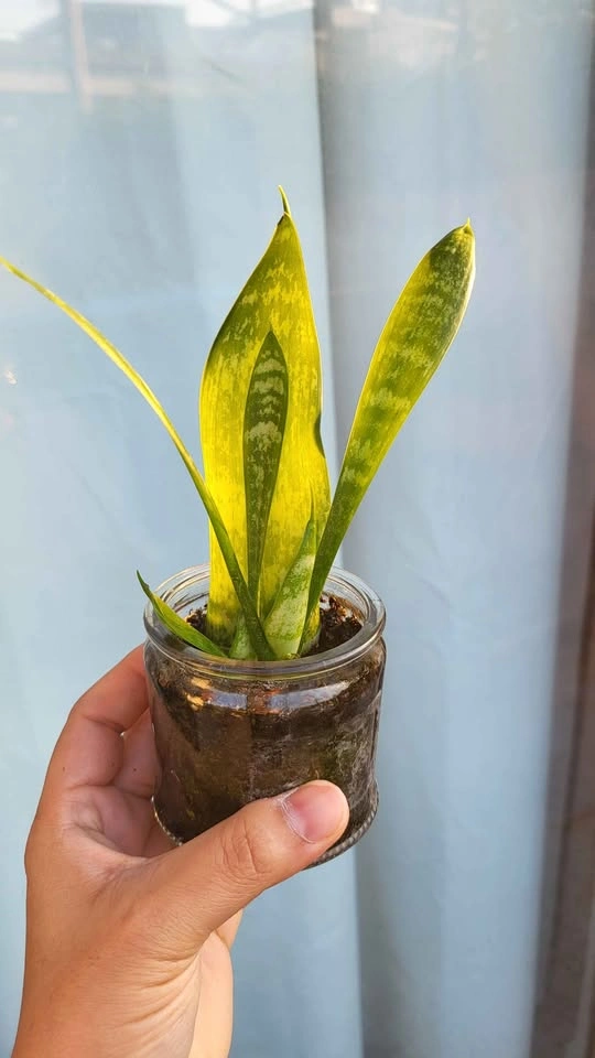 Sansevieria Laurentii Snake Plant - photo 2