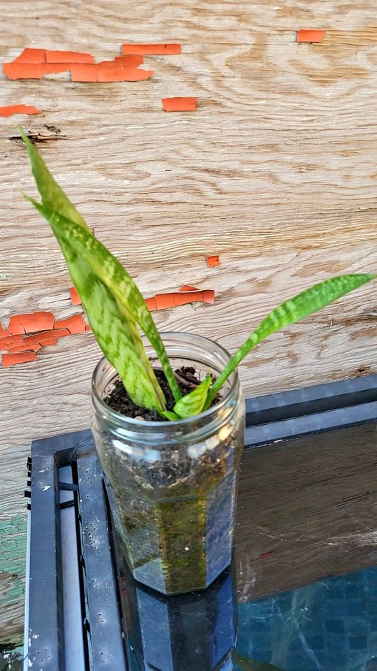 Snake Plant in Glass Jar