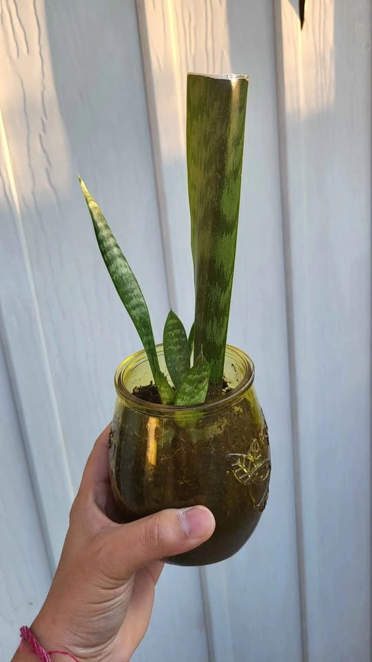 Snake Plant in Glass Jar
