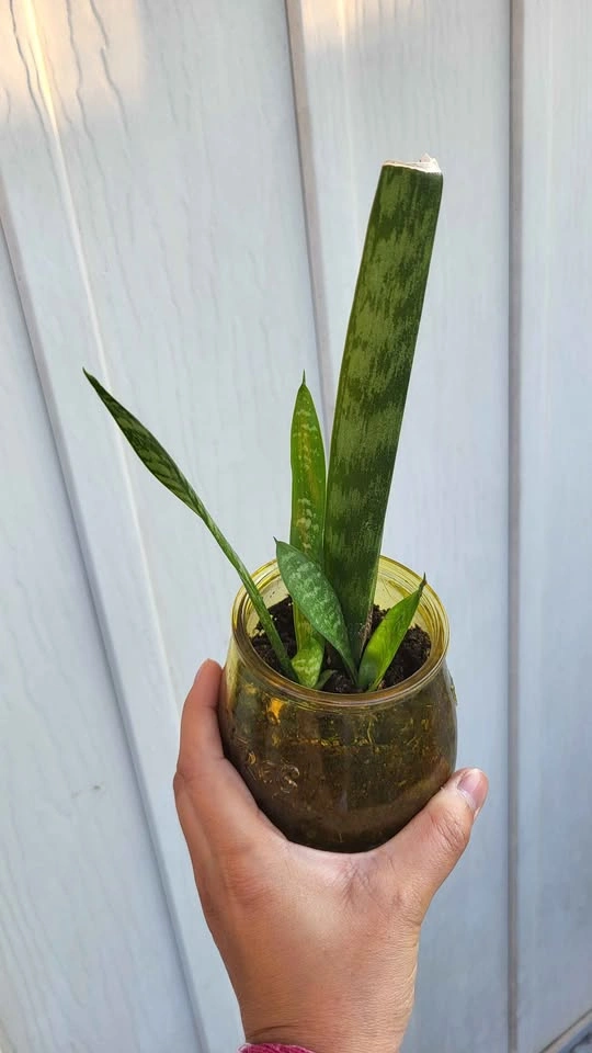 Snake Plant in Glass Jar - photo 2