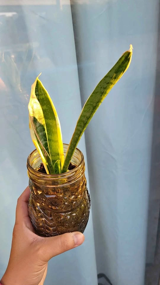 Snake Plant in Owl Glass Jar