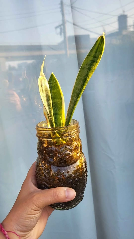 Snake Plant in Owl Glass Jar - photo 2