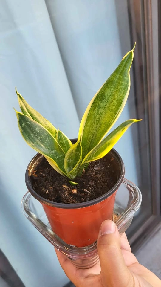 Sansevieria Trifasciata 'Hahnii' Snake Plant