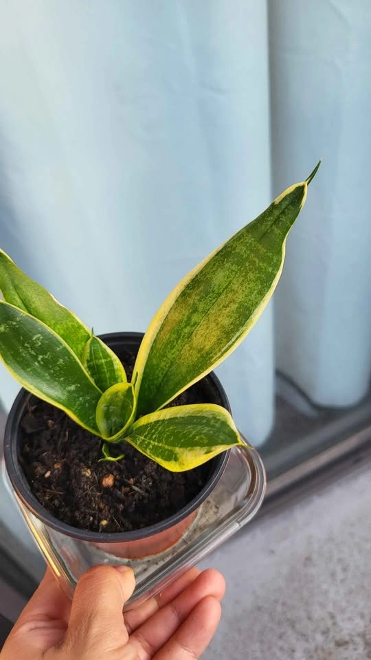 Sansevieria Trifasciata 'Hahnii' Snake Plant - photo 2