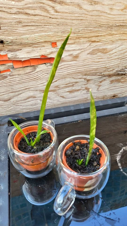 Snake Plant Pups