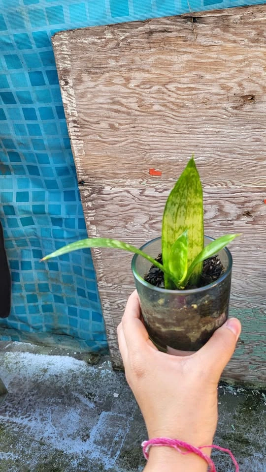 Snake Plant Pups - photo 2