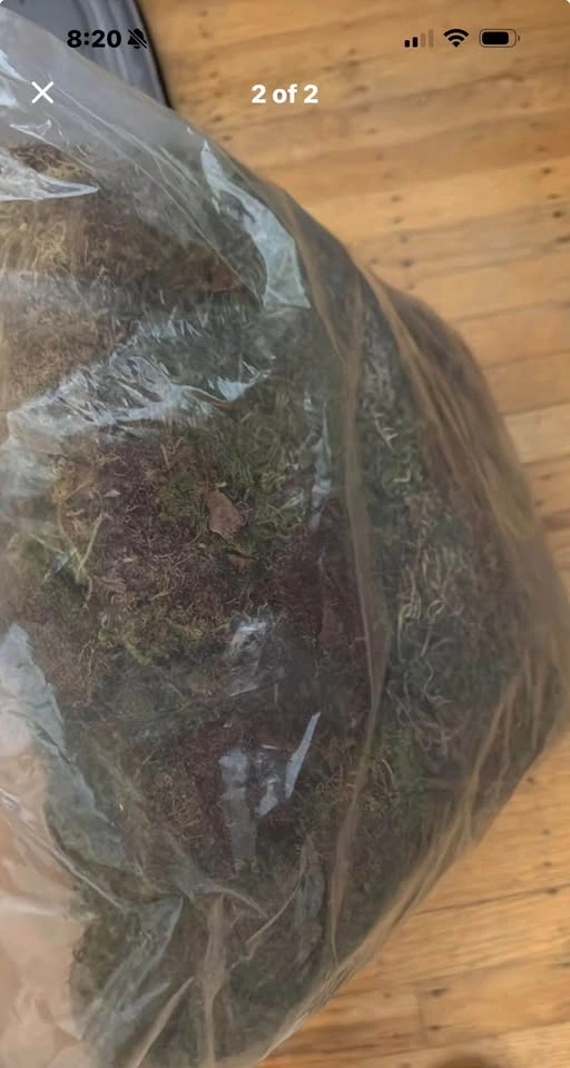 Large Bag Decorative Dried Moss - photo 2
