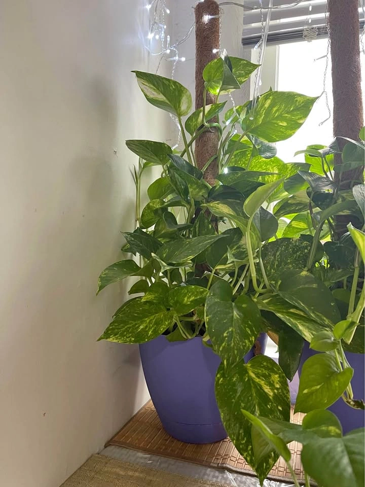 Big and Healthy plants! Text me for price
