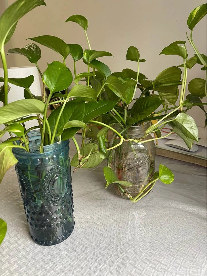Big and Healthy plants! Text me for price - photo 2