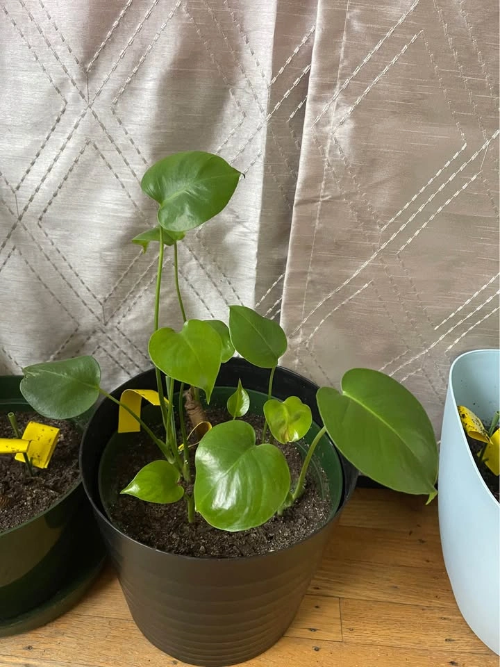 Big and Healthy plants! Text me for price - photo 3