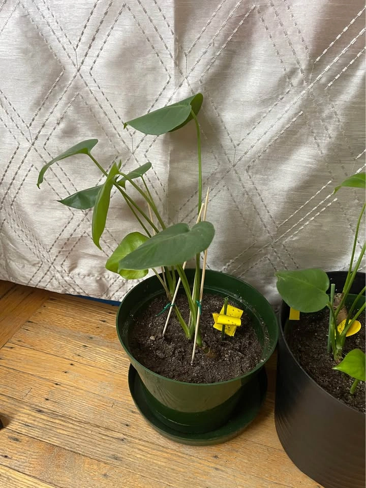 Big and Healthy plants! Text me for price - photo 4
