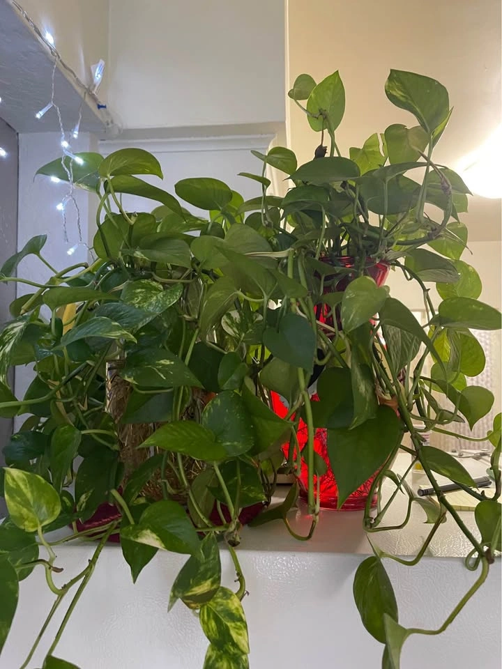 Big and Healthy plants! Text me for price - photo 5