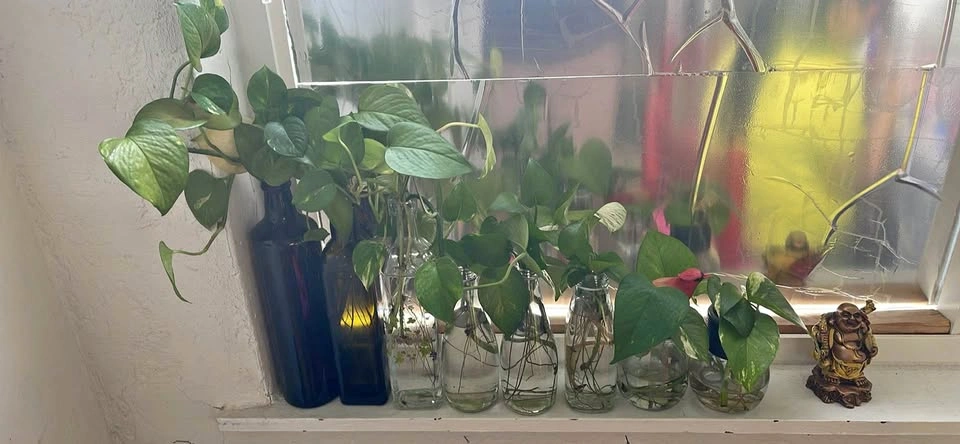 Pothos Plant ($5 Each) - Open for Reasonable offer