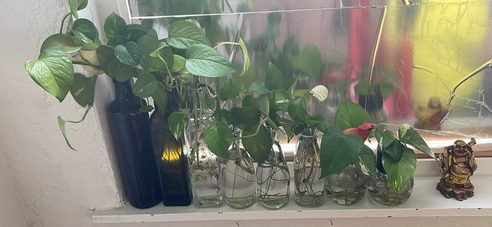 Pothos Plant ($5 Each) - Open for Reasonable offer - photo 2
