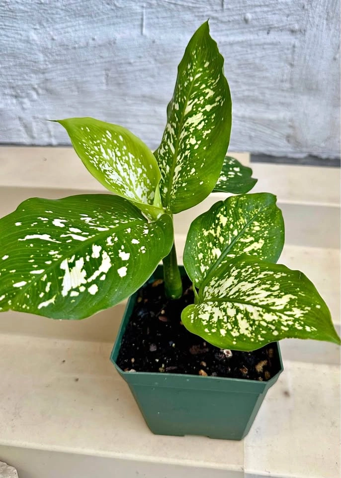 🌿Dumb Cane Plant (Dieffenbachia). 4” pot