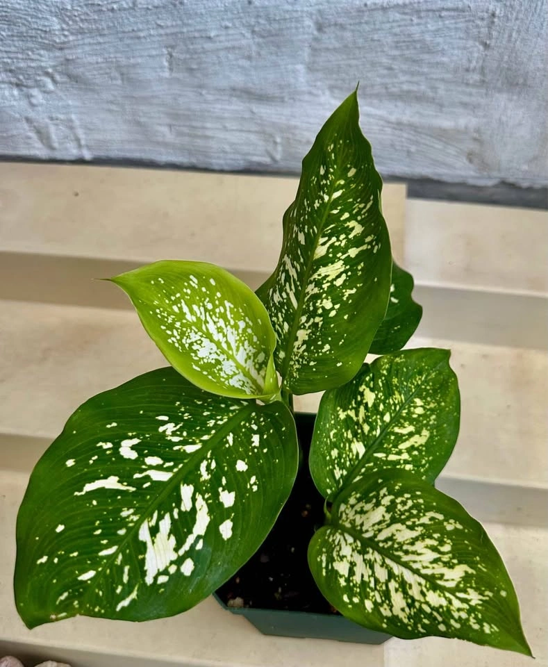 🌿Dumb Cane Plant (Dieffenbachia). 4” pot - photo 2