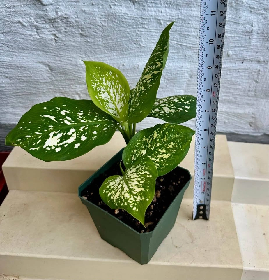 🌿Dumb Cane Plant (Dieffenbachia). 4” pot - photo 3