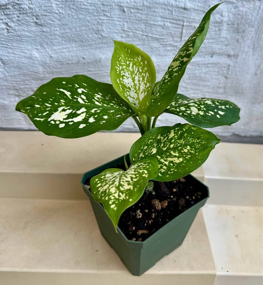 🌿Dumb Cane Plant (Dieffenbachia). 4” pot - photo 4