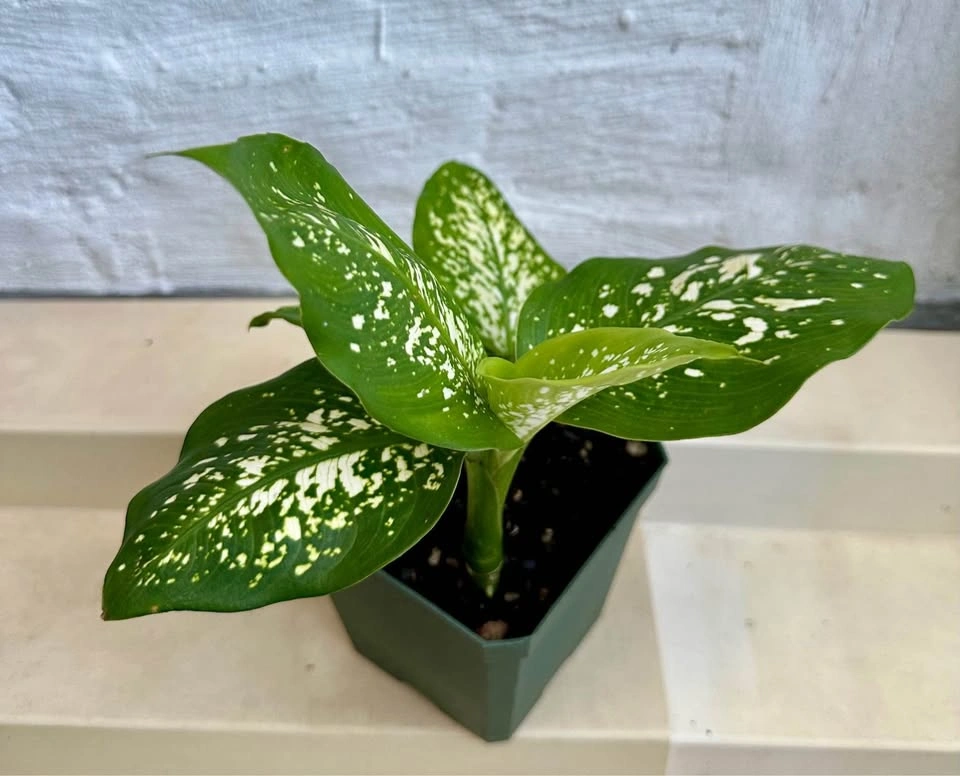 🌿Dumb Cane Plant (Dieffenbachia). 4” pot - photo 5