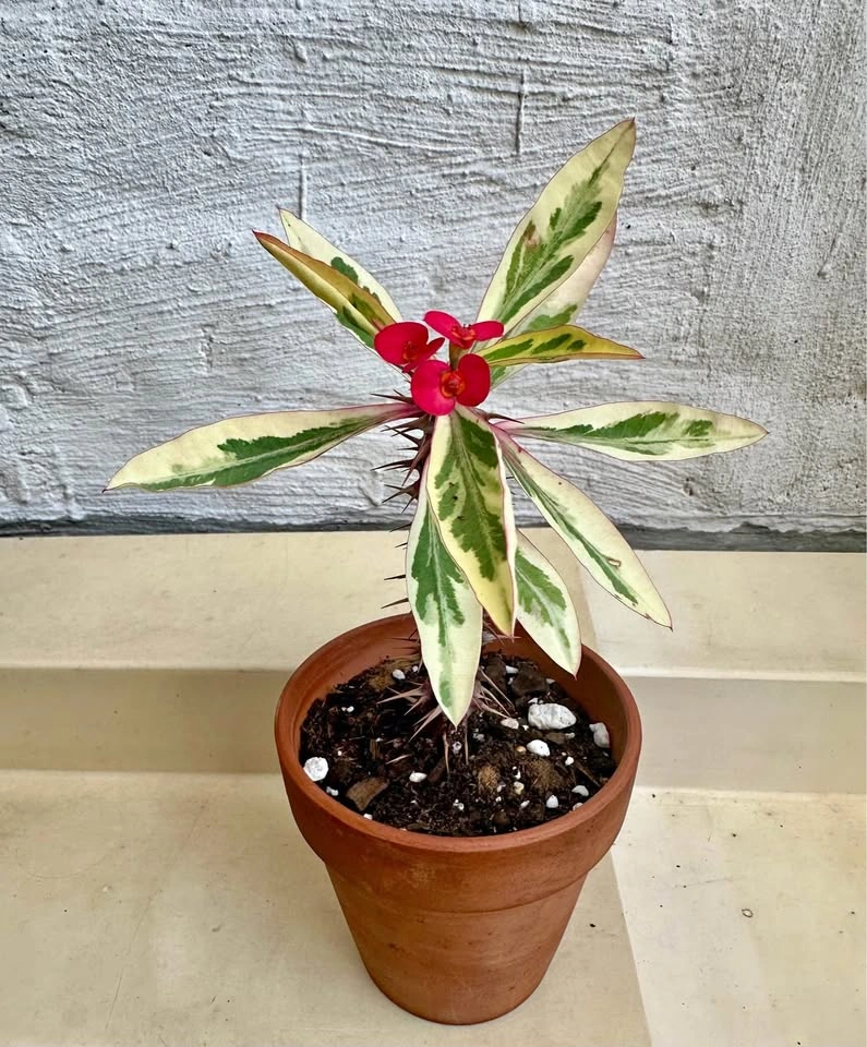 Variegated Crown Of Thorns Plant - Euphorbia Milii