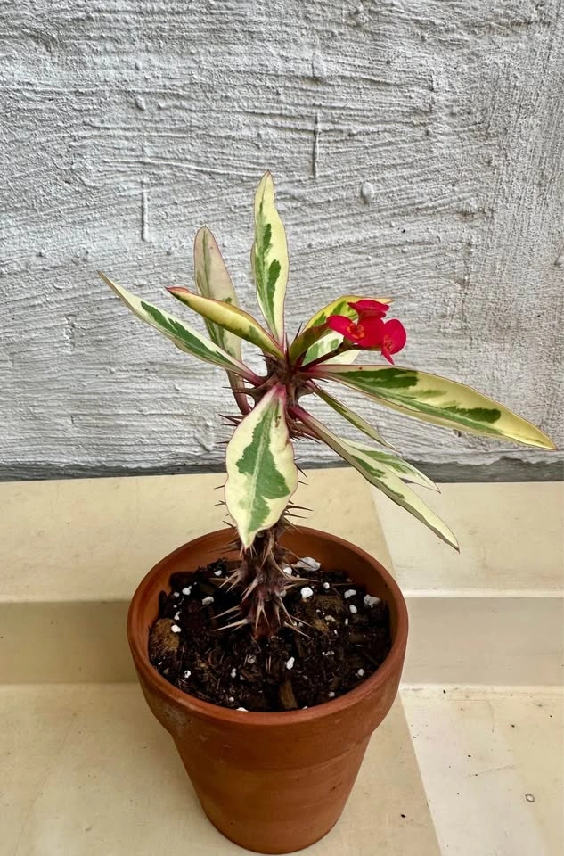 Variegated Crown Of Thorns Plant - Euphorbia Milii - photo 2