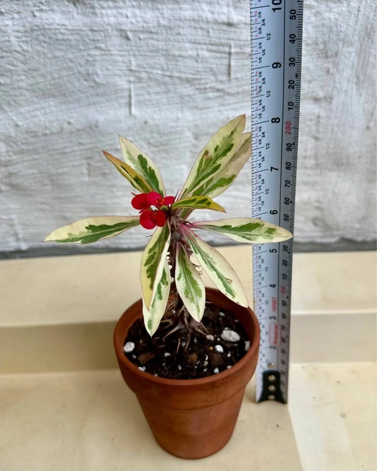 Variegated Crown Of Thorns Plant - Euphorbia Milii - photo 3