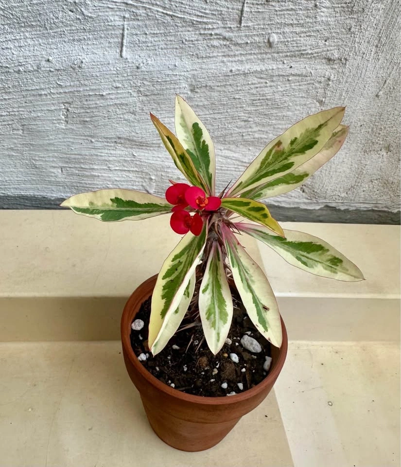 Variegated Crown Of Thorns Plant - Euphorbia Milii - photo 4