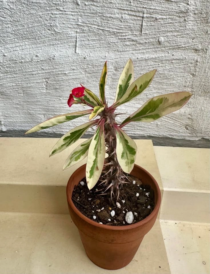 Variegated Crown Of Thorns Plant - Euphorbia Milii - photo 5