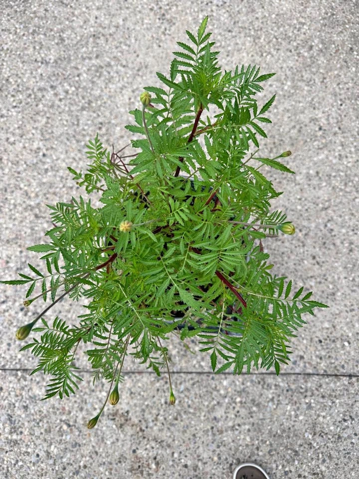 Marigold Plant in Metal Planter