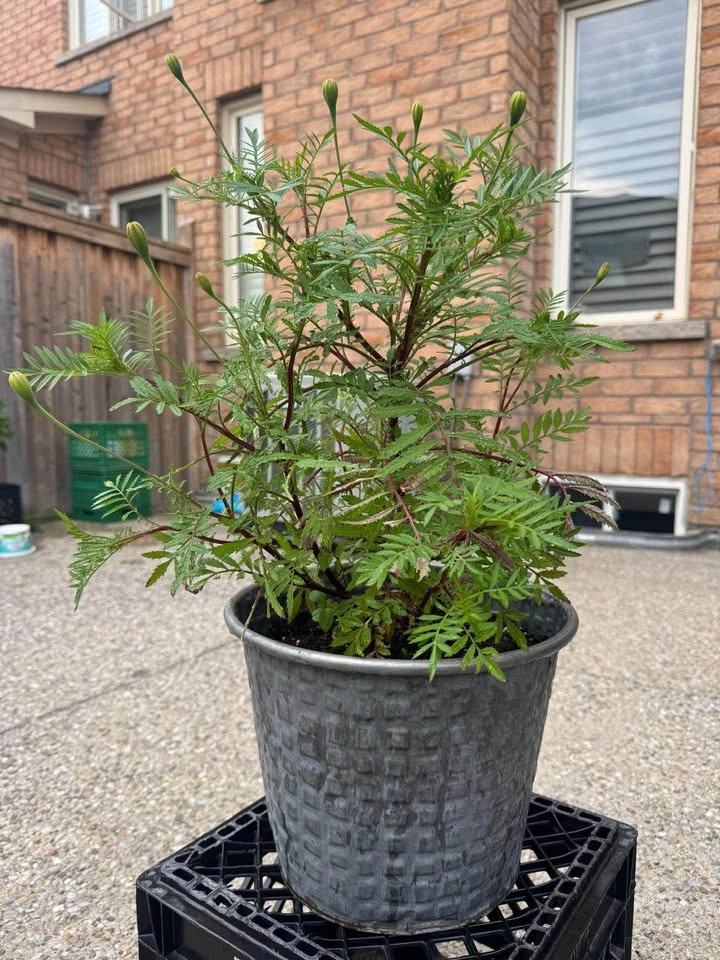 Marigold Plant in Metal Planter - photo 2