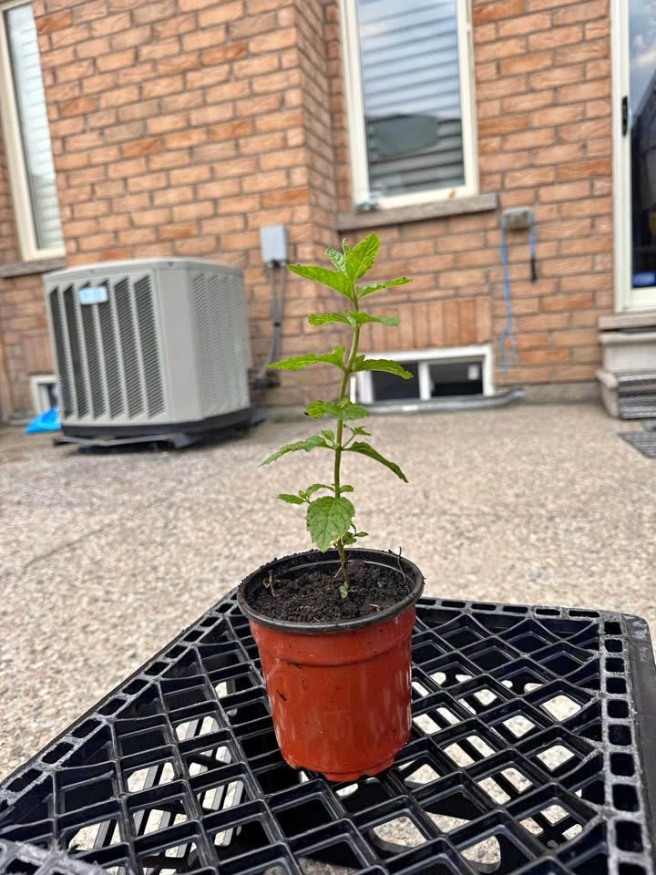 Potted Mint Plant
