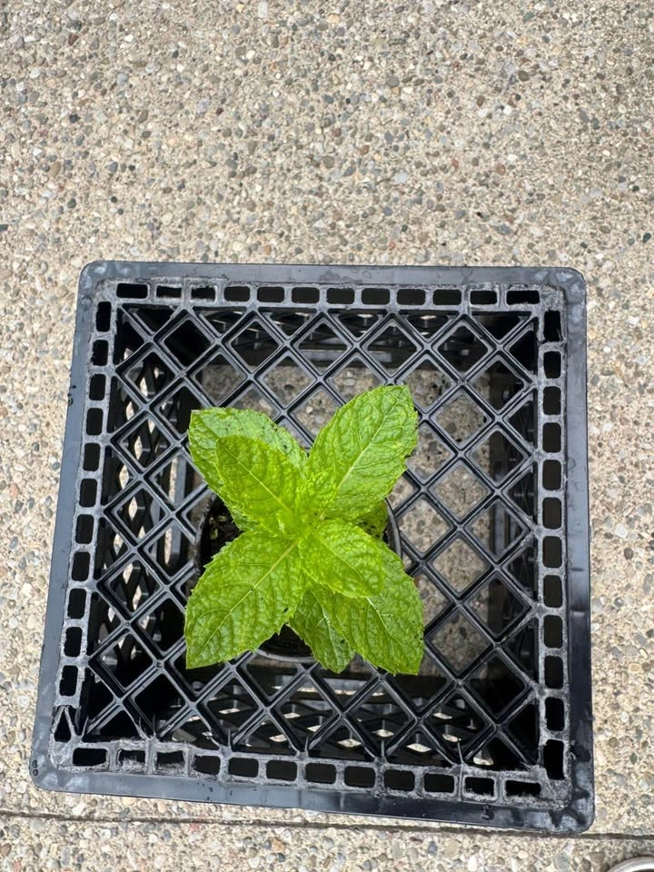 Potted Mint Plant - photo 2