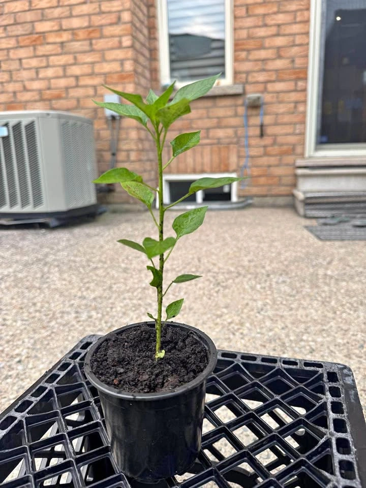 Pepper Plant Starter