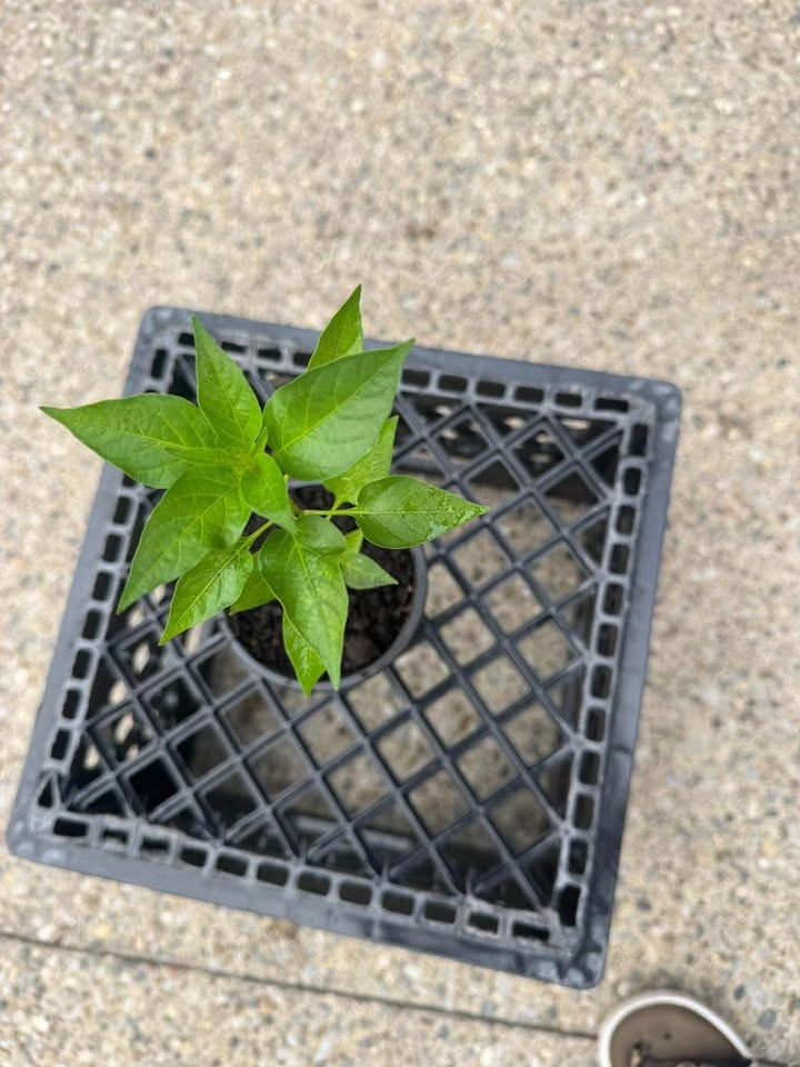 Pepper Plant Starter - photo 2