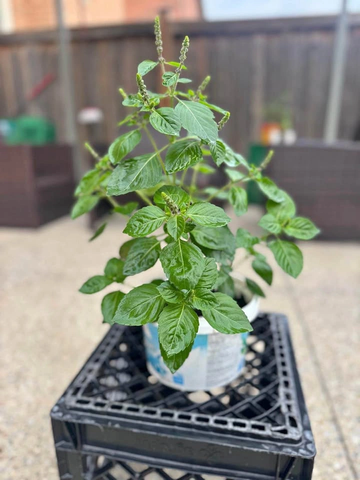 Live Holy Basil (Tulsi) Plant