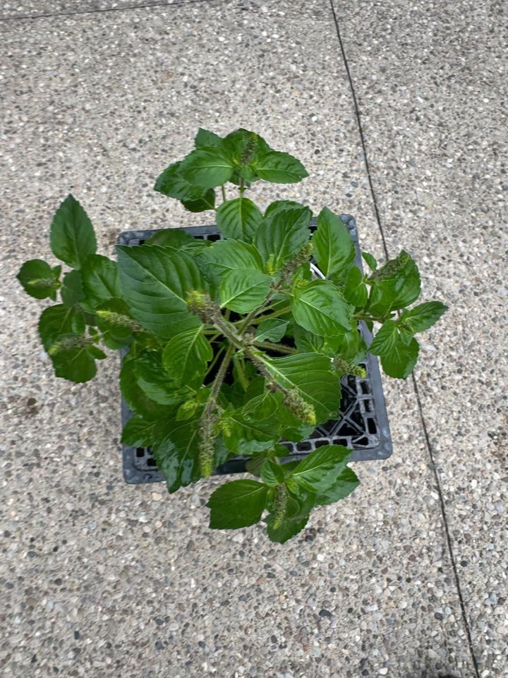 Live Holy Basil (Tulsi) Plant - photo 2