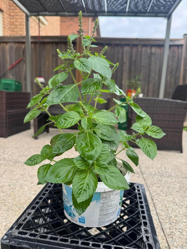 Live Holy Basil (Tulsi) Plant - photo 3