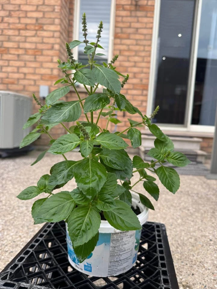 Live Holy Basil (Tulsi) Plant - photo 4